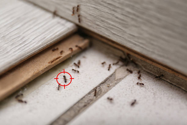 Best Ant Control Services  in Dunlap, OH