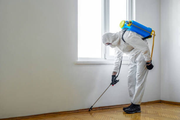 Wasp Removal Services in Dunlap, OH