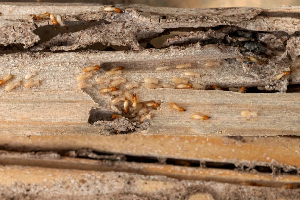 Best Exterminator Services  in Dunlap, OH