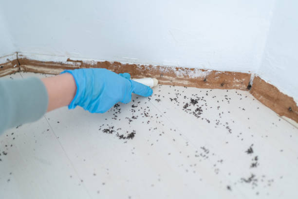 Best Local Pest Control Services  in Dunlap, OH
